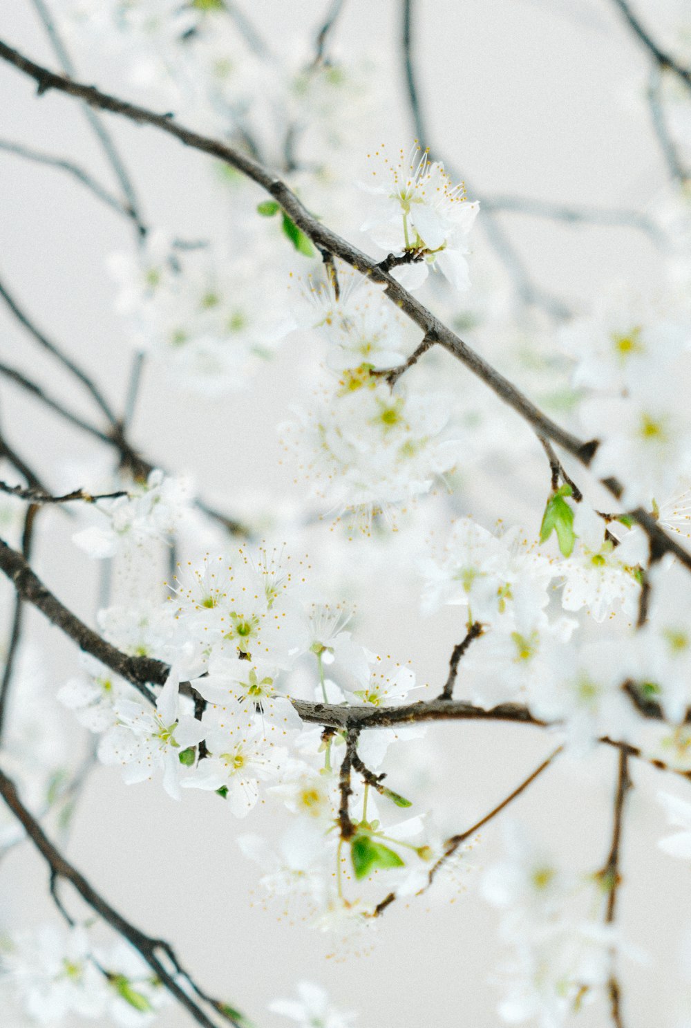 fotografia de foco seletivo de flores brancas de cerejeira