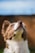 A close-up of a puppy gazing upwards, highlighting its soft fur and inquisitive expression. The background is a blurred natural setting with shades of blue and brown.