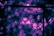 A chain-link fence is silhouetted against a vivid purple and pink background. The fence features intersecting diamond-shaped patterns and has some tangled plant matter clinging to it, creating a moody and textured scene.