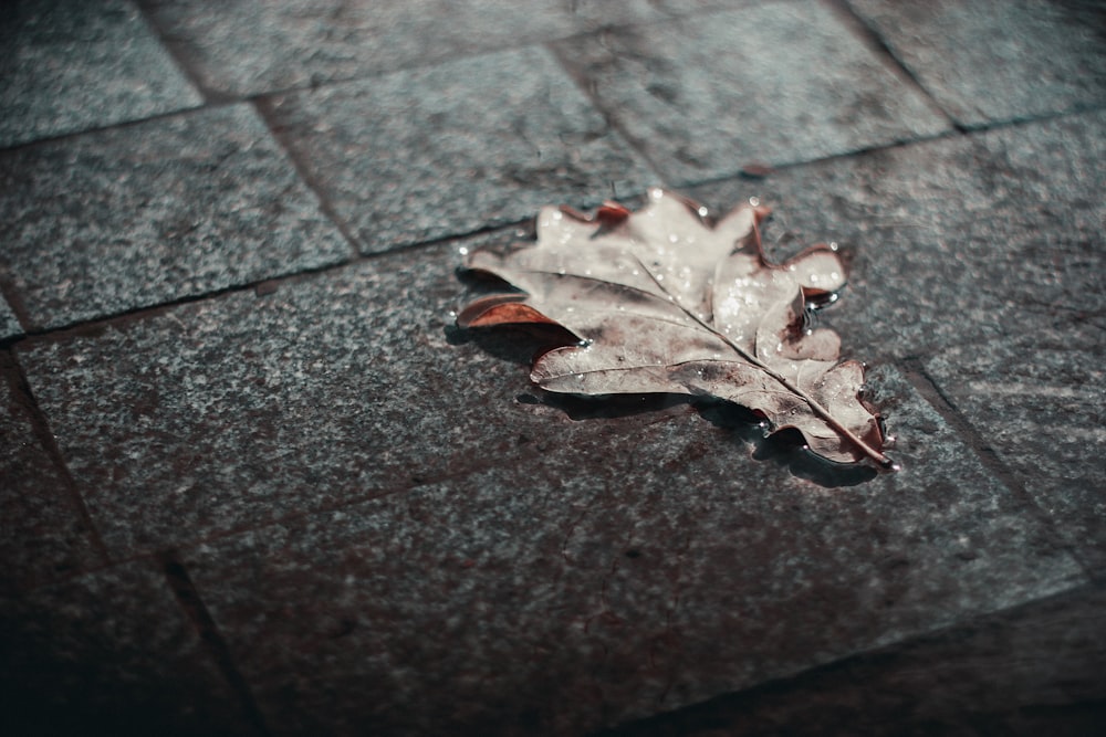 selective focus photography brown dry leaf