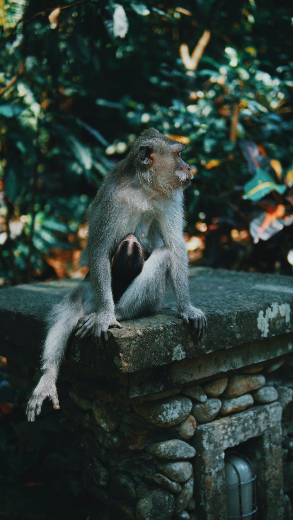 Macaco marrom sentado no pilar