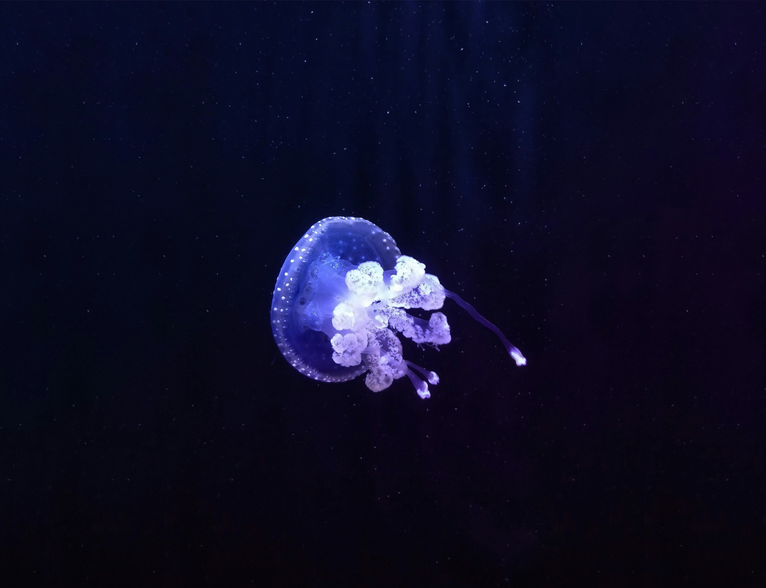 Jellyfish: The Pulse of Sleep (image credits: unsplash)