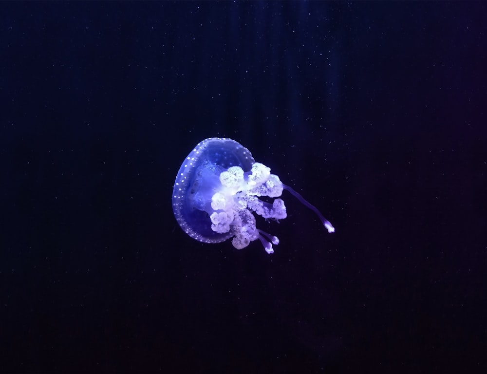 purple and white jellyfish