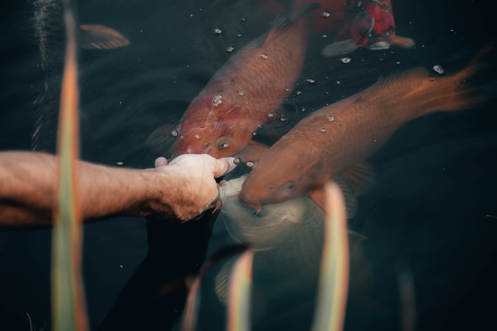 persona che dà da mangiare al pesce