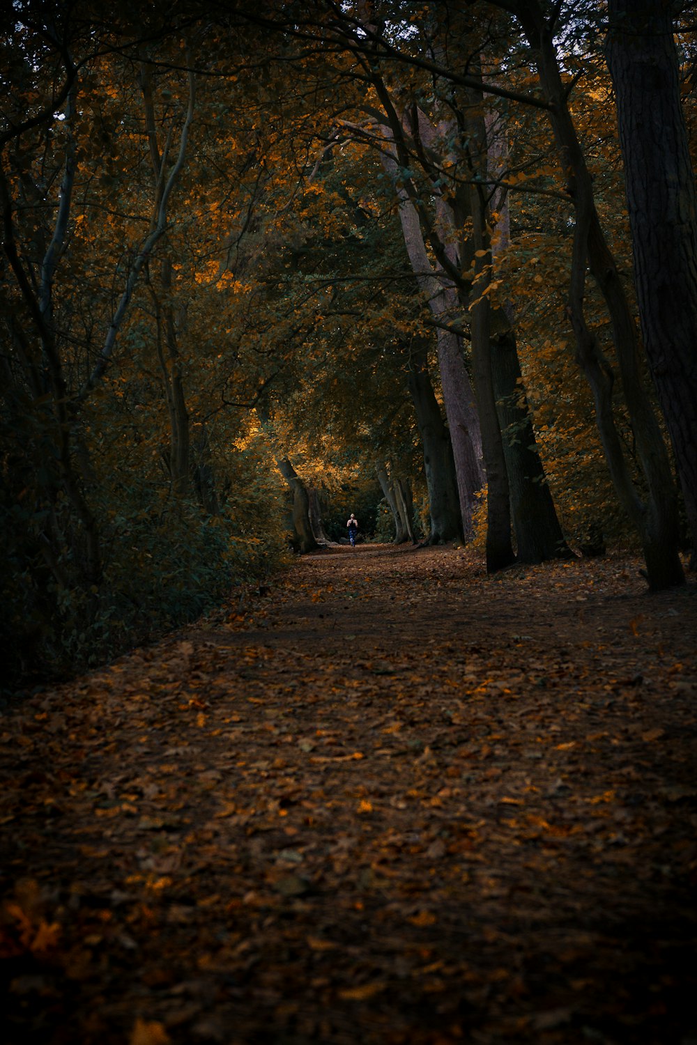 green forest