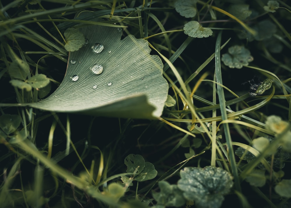 macro photography of droplet on green leaf