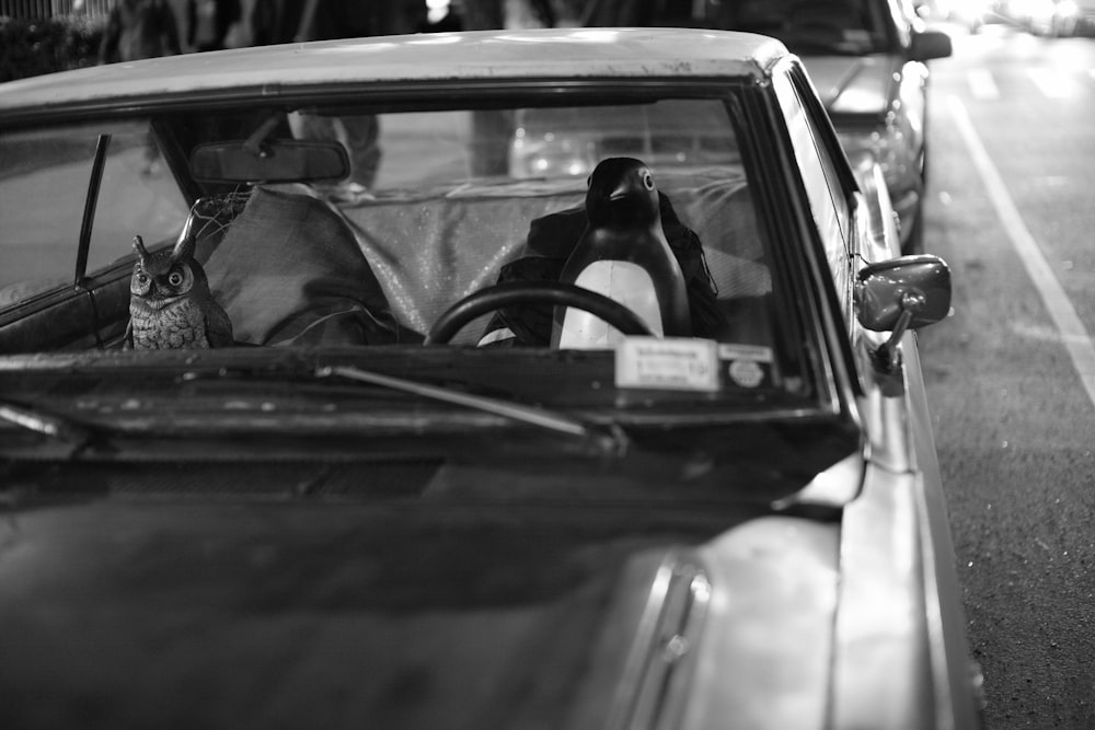 gray scale photo of penguin and owl on car