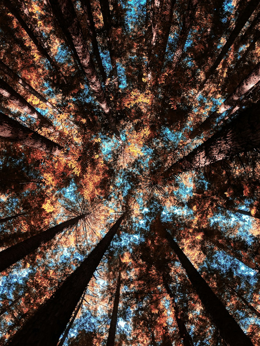숲 나무의 로우 앵글 사진