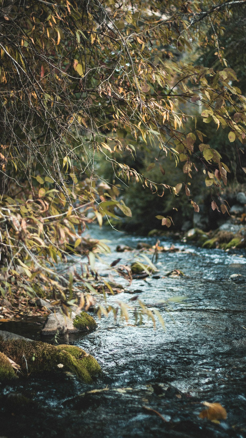 Fotografía de lapso de tiempo de río en el bosque