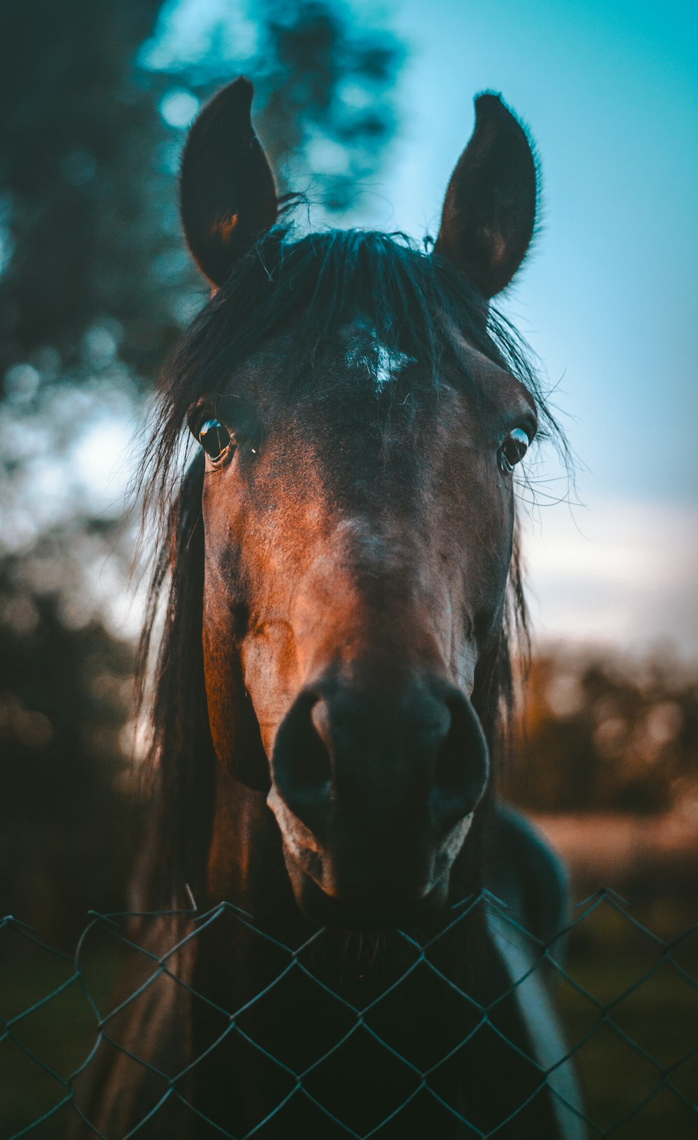 Cavallo marrone