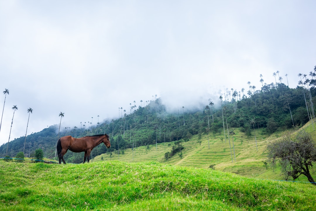 Hill station photo spot Cocora Valley Colombia