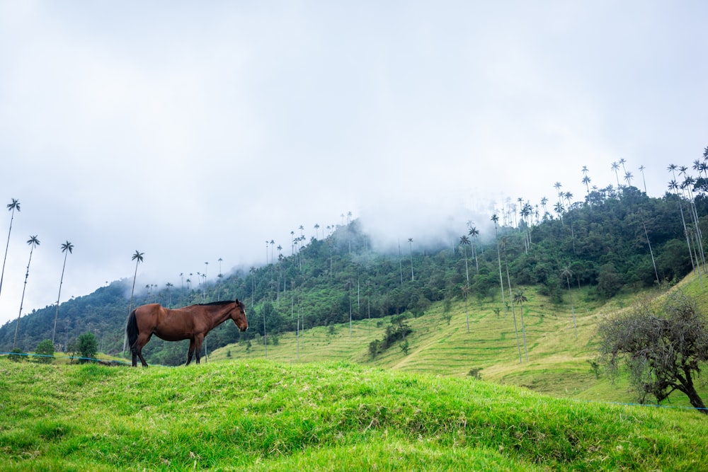 horse standing on grass field near mountain range under nimbus clouds
