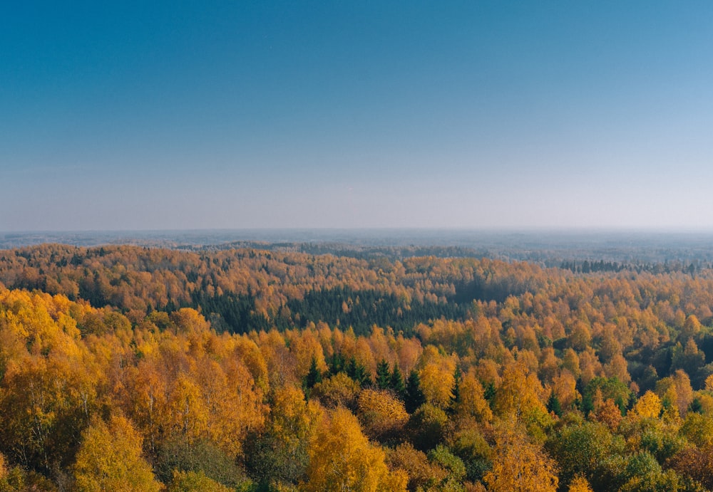 Photo aérienne d’arbres bruns pendant la journée