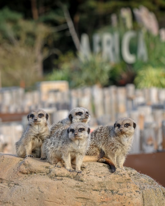 four gray meerkats on brown rock in Doncaster United Kingdom