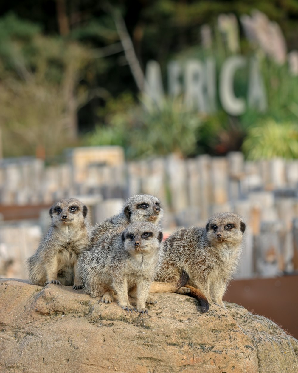 four gray meerkats on brown rock