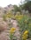 A natural landscape featuring wild plants with yellow flowers in the foreground and a dirt path running through. The background shows rugged hills with patches of bare rock and sparse vegetation. Trees and shrubs are visible on the sides, adding greenery to the scene.