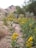 A natural landscape featuring wild plants with yellow flowers in the foreground and a dirt path running through. The background shows rugged hills with patches of bare rock and sparse vegetation. Trees and shrubs are visible on the sides, adding greenery to the scene.