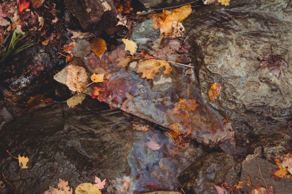 leaves on top of rocks