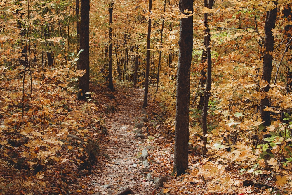 orange and brown trees during daytime