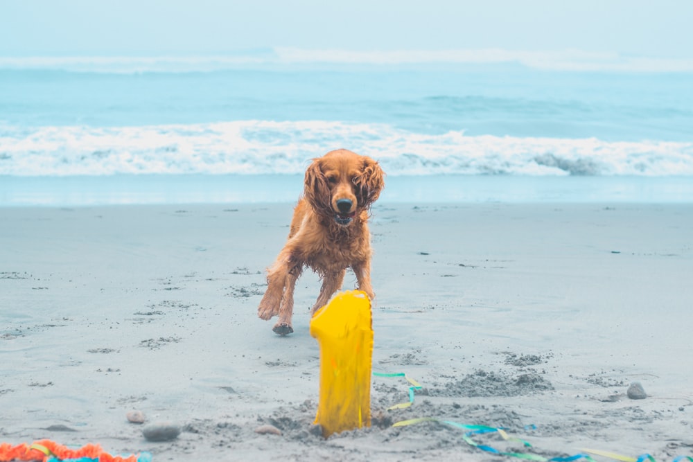 brown dog running towards yellow plastic