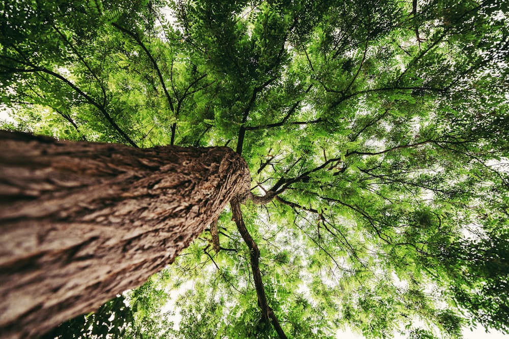 low-angle photography of green leafted tree