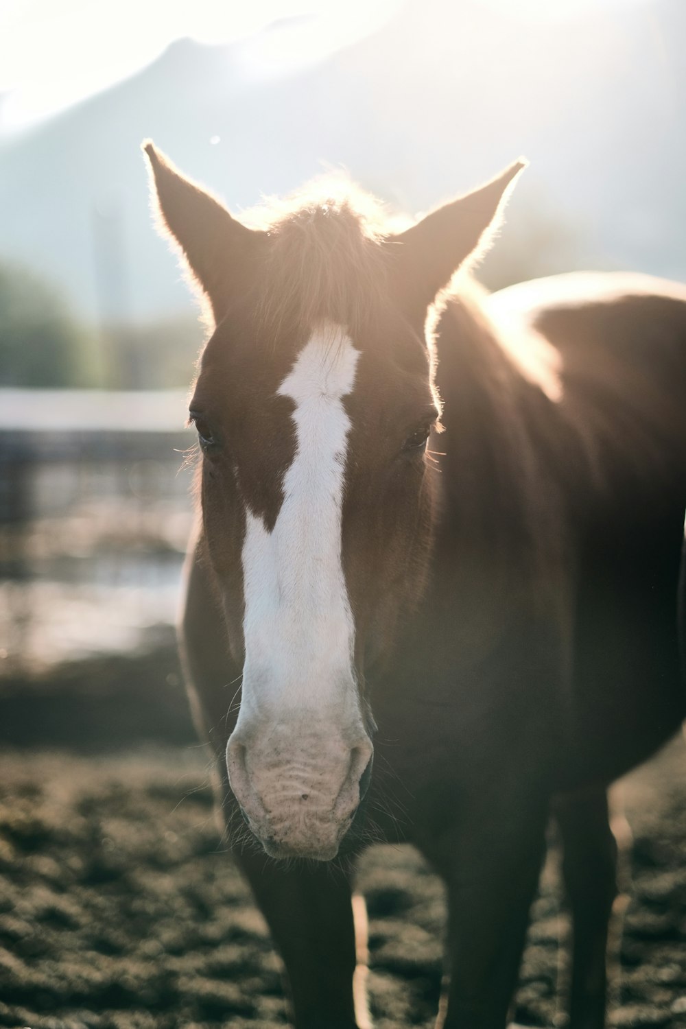 brown horse