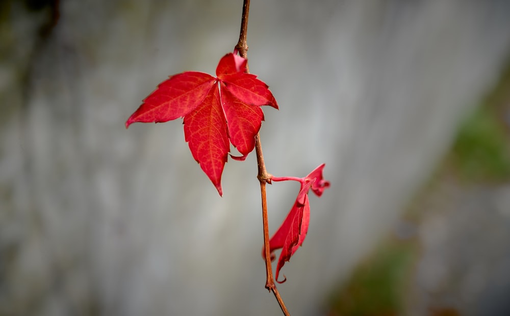 red maple leaves