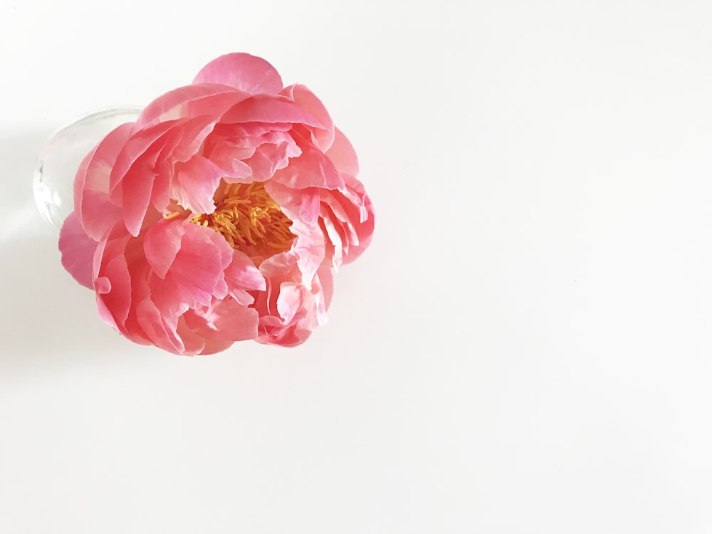 투명 유리 꽃병에 분홍색 모란 꽃의 선택적 초점 사진