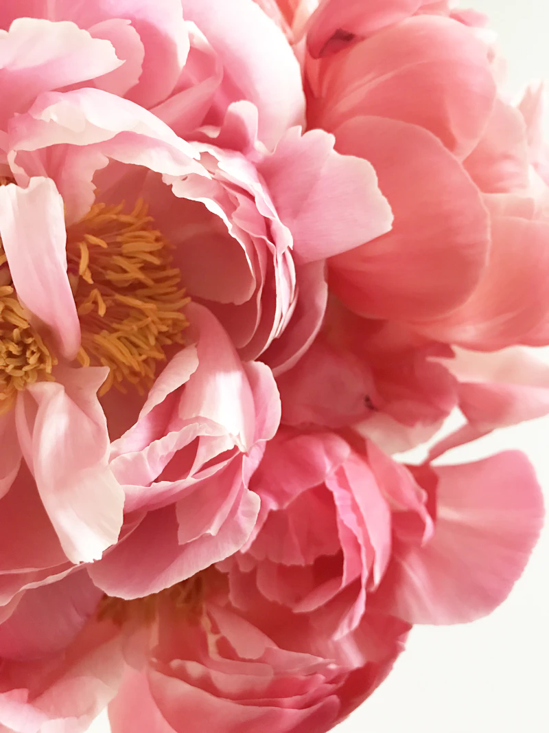 Petal Soft — Pillowy peonies in white & blush for the gentlest moments.