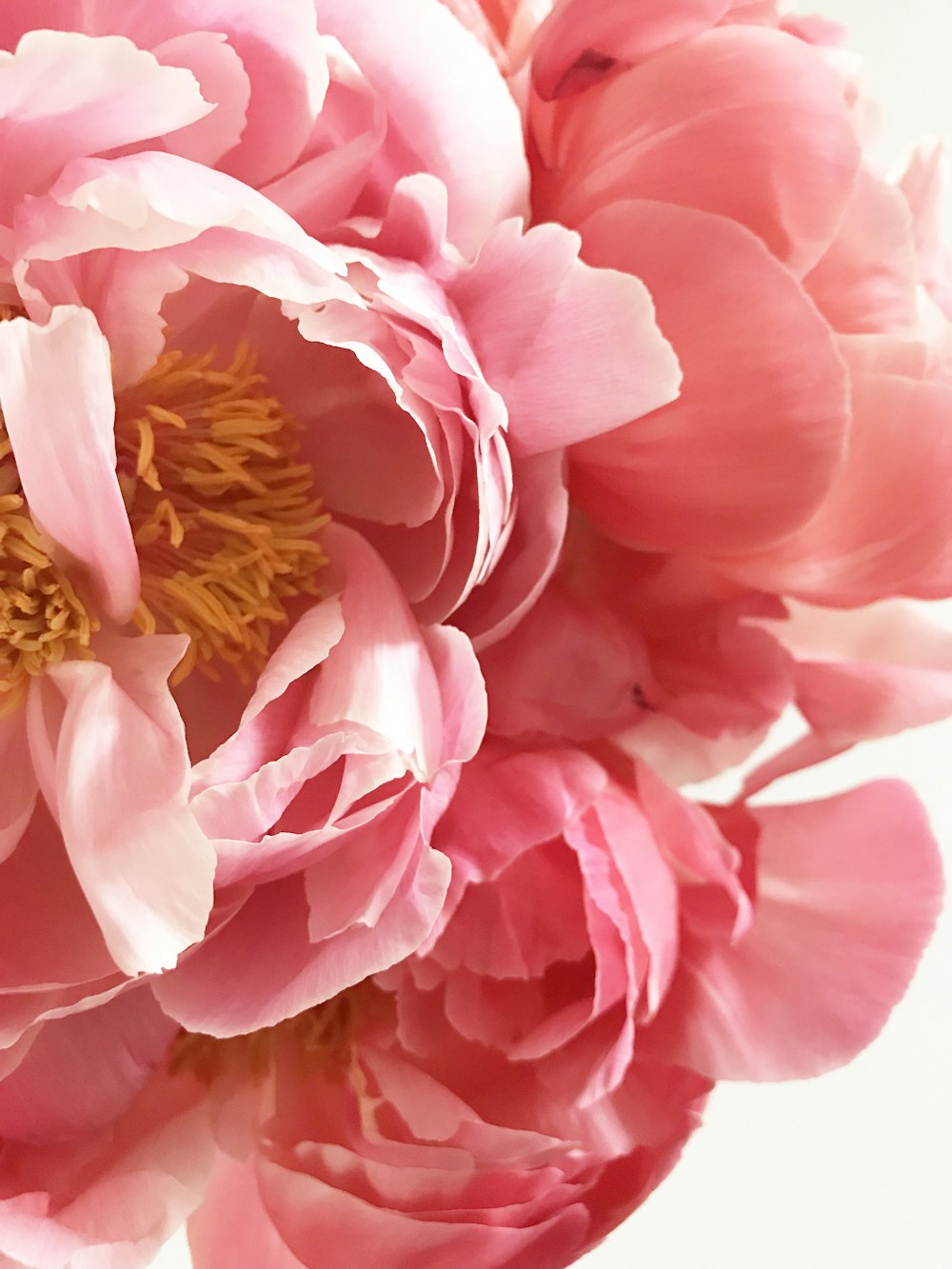 flor rosa de pétalos agrupados