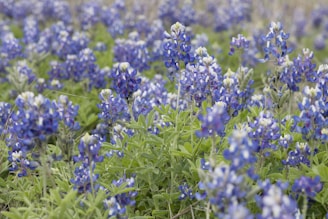 A vibrant bluebonnet field representing our weed control services.