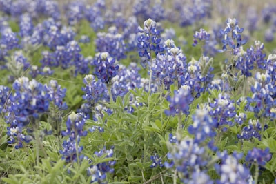 A vibrant bluebonnet field representing our weed control services.