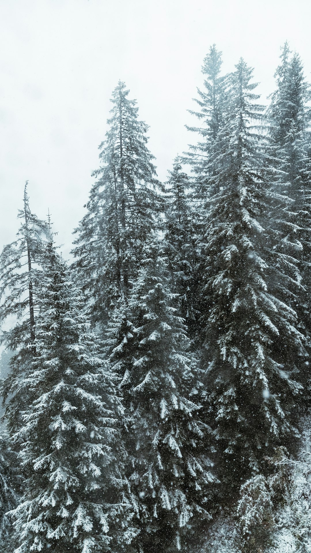 travelers stories about Tropical and subtropical coniferous forests in Titlis, Switzerland