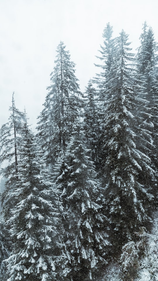 pinetrees covered with snow in Titlis Switzerland