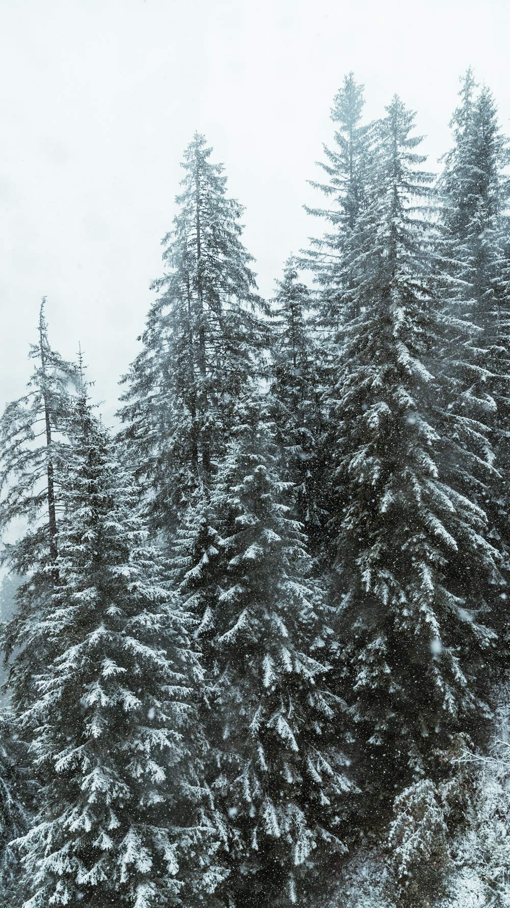 pinetrees covered with snow
