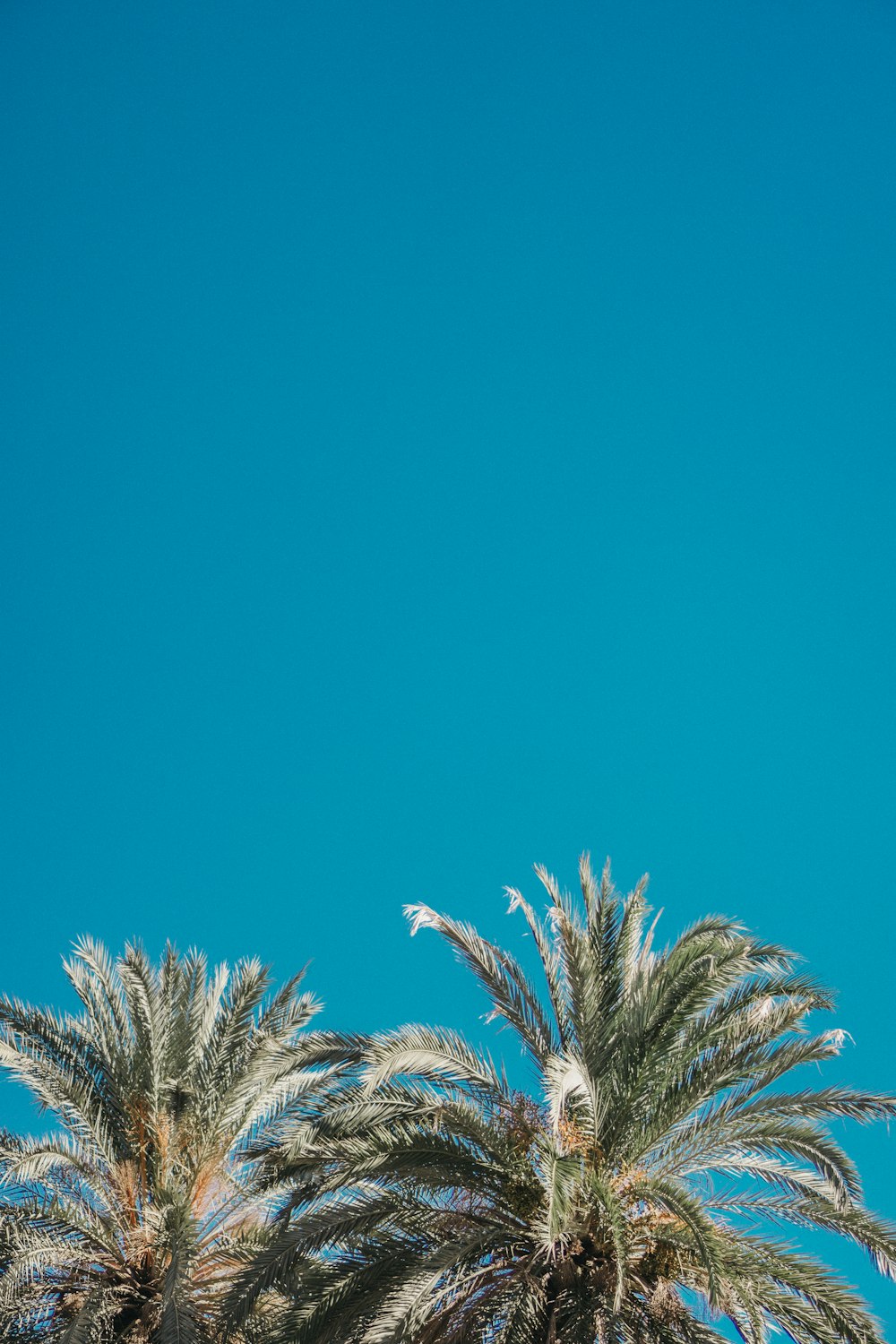 green palm trees under clear sky during daytime