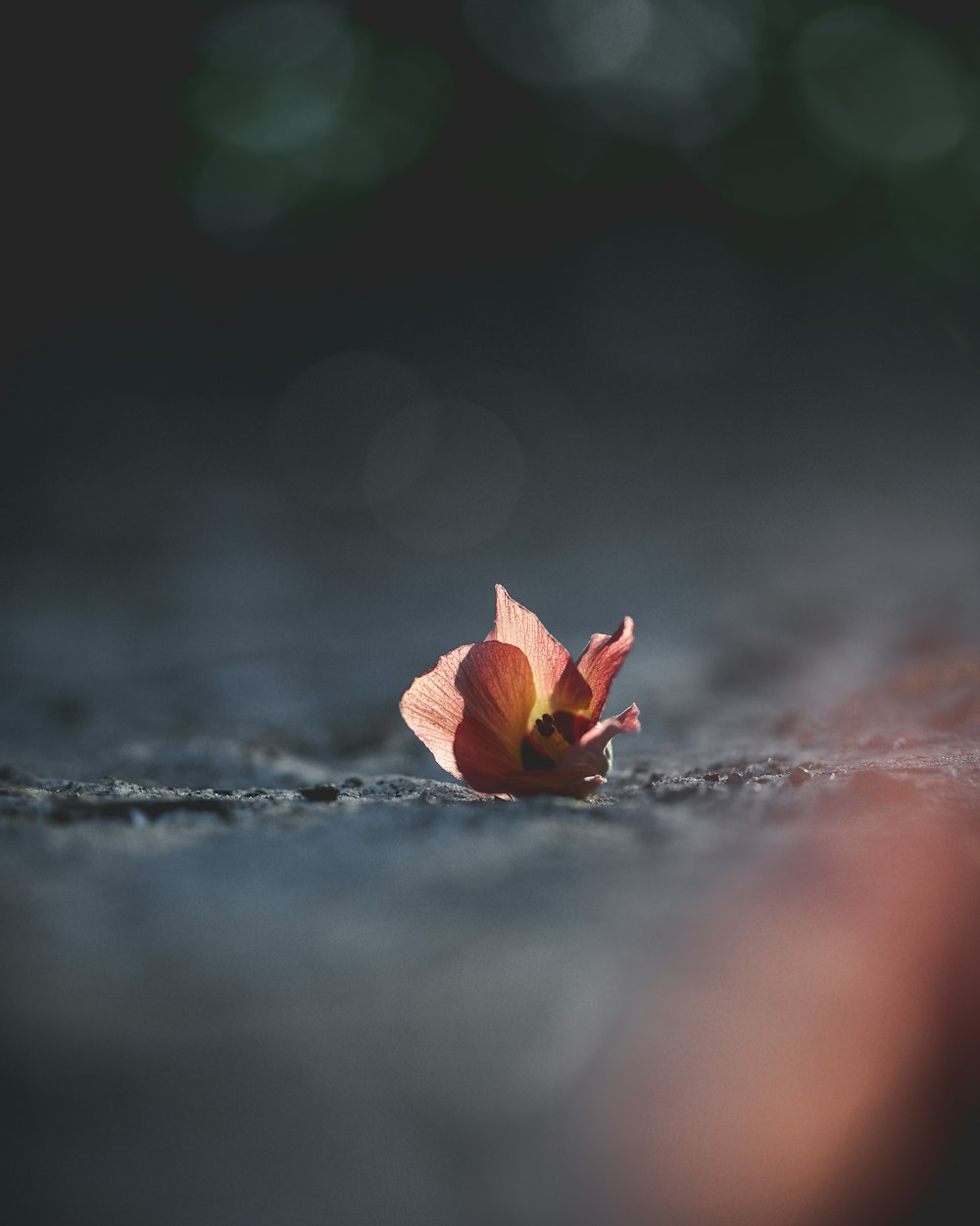 pink petaled flower