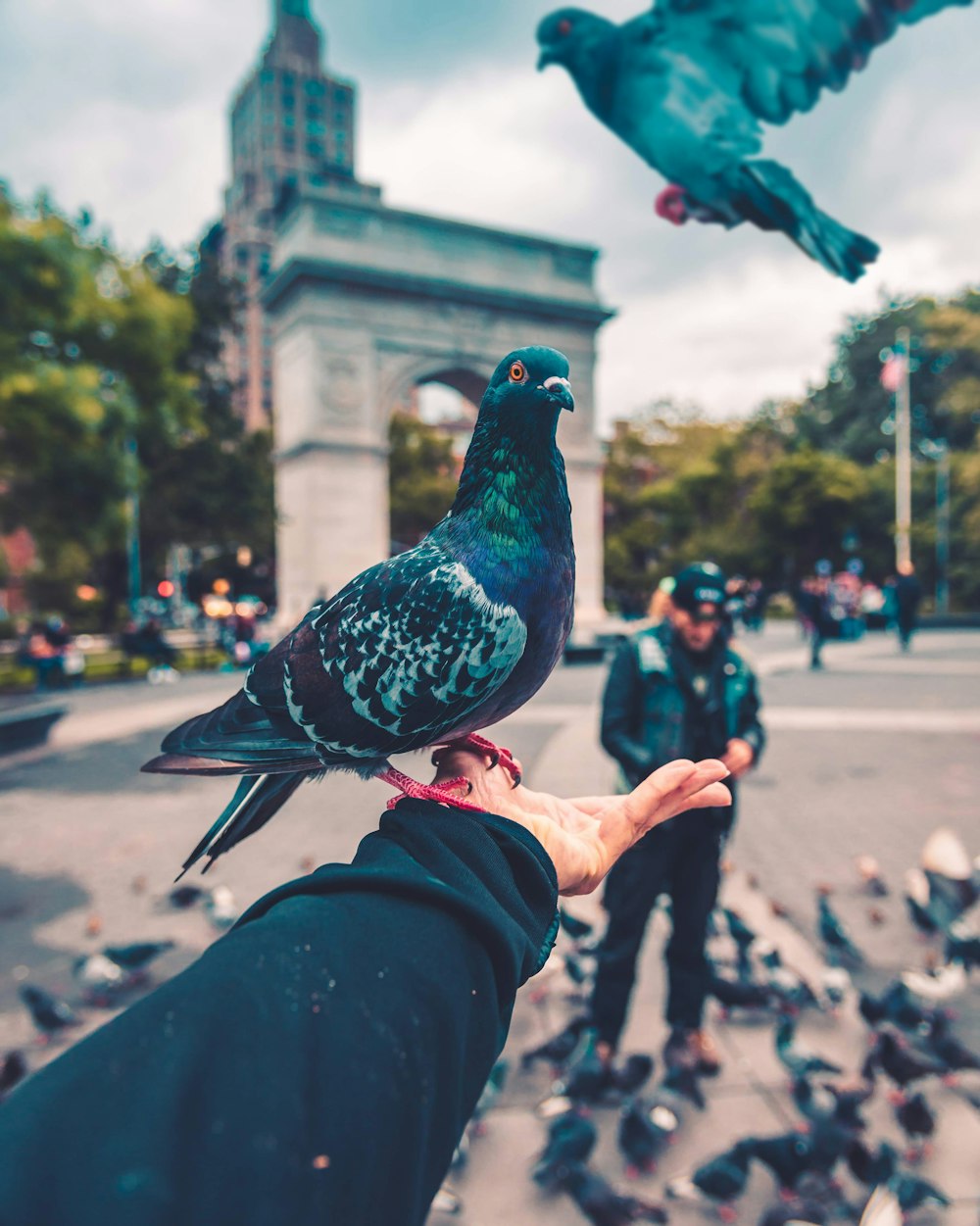 pigeon bird standing on person's hand