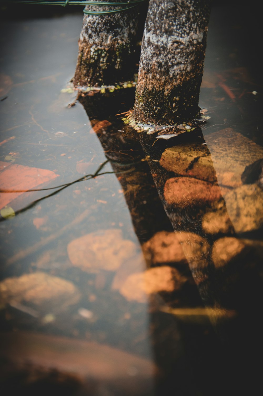 a reflection of a tree trunk in a puddle of water