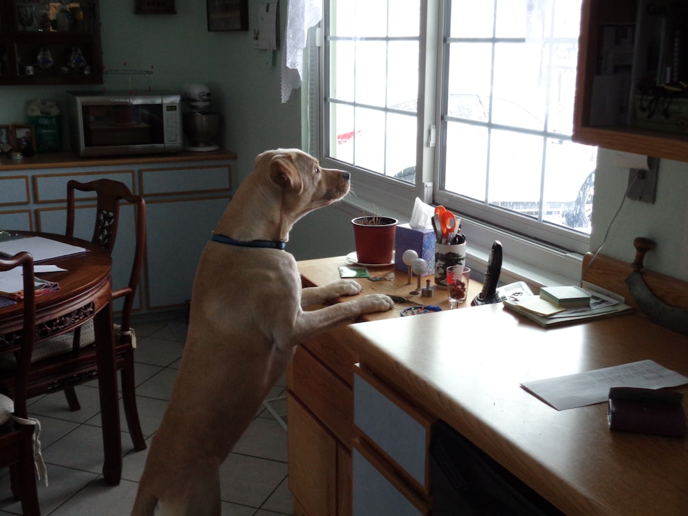 short-coated beige dog