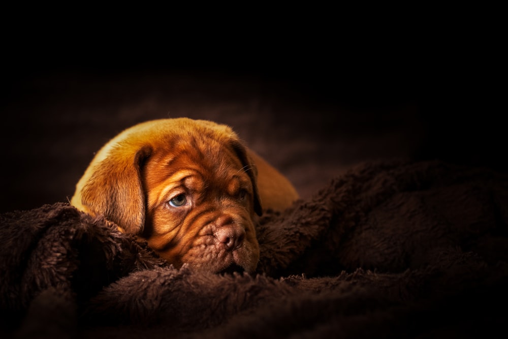 filhote de cachorro marrom deitado no cobertor de pele