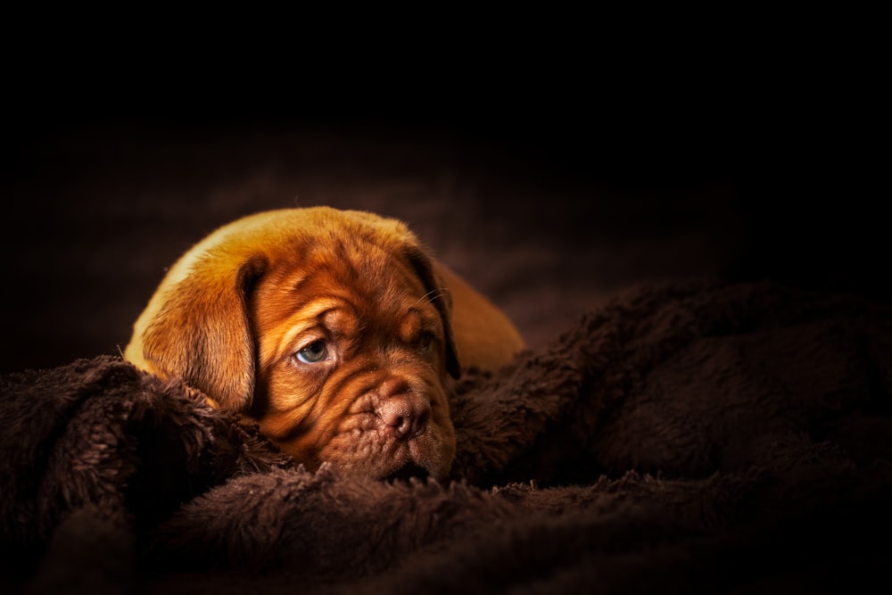 brown puppy lying on fur blanket
