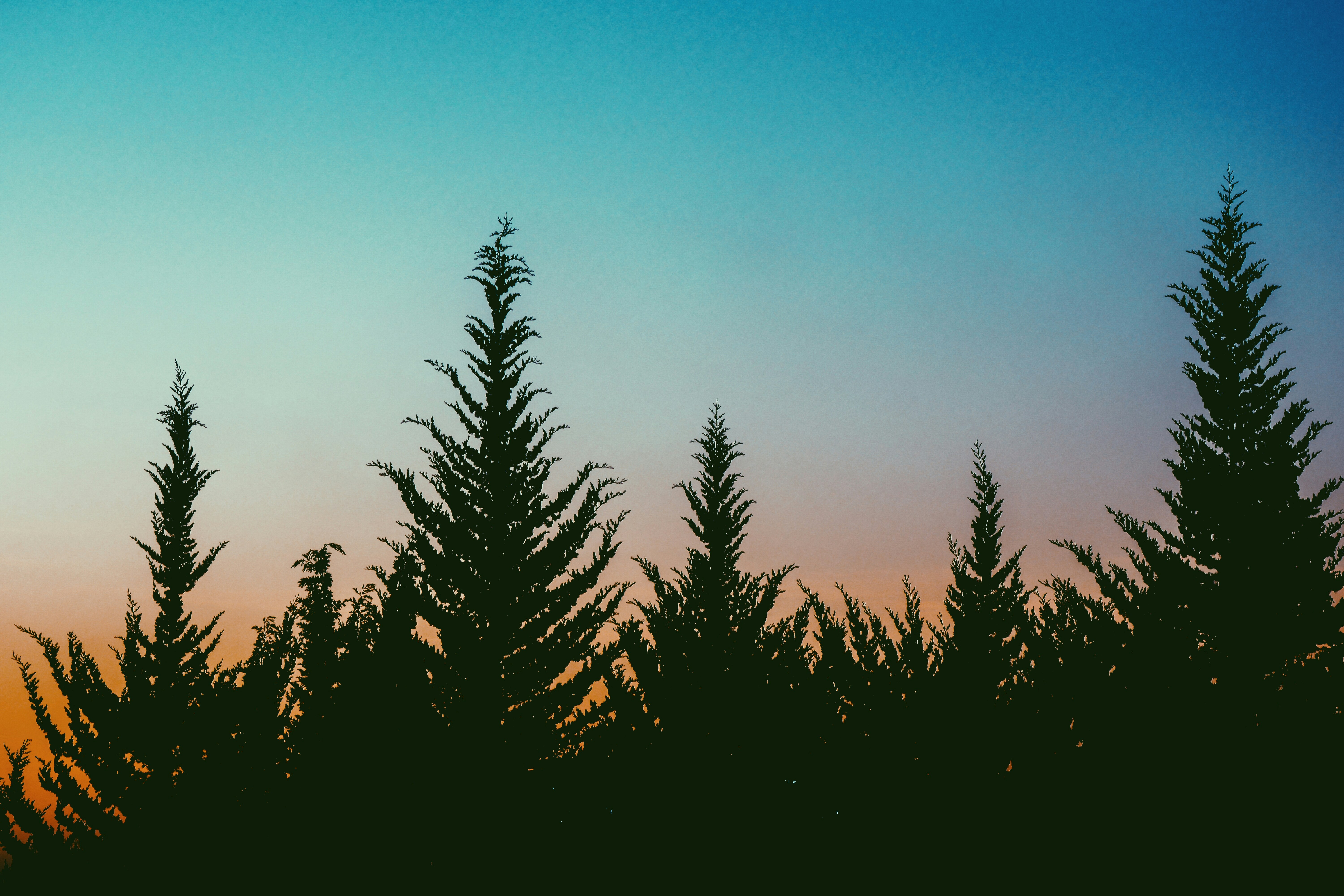 silhouette of trees under blue sky azerbaijan teams background