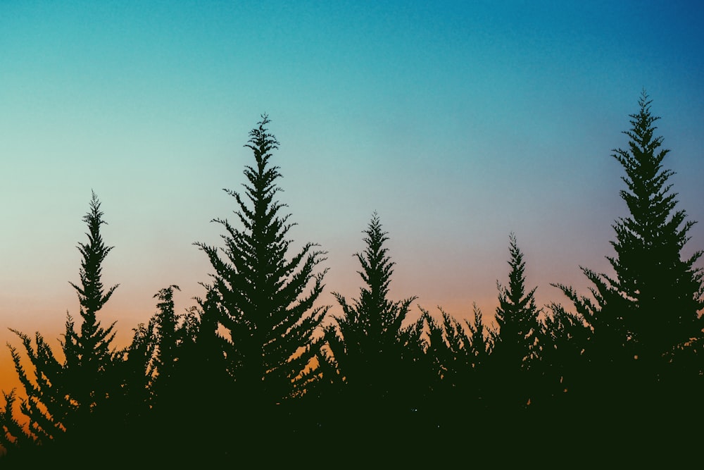 silhouette of trees under blue sky