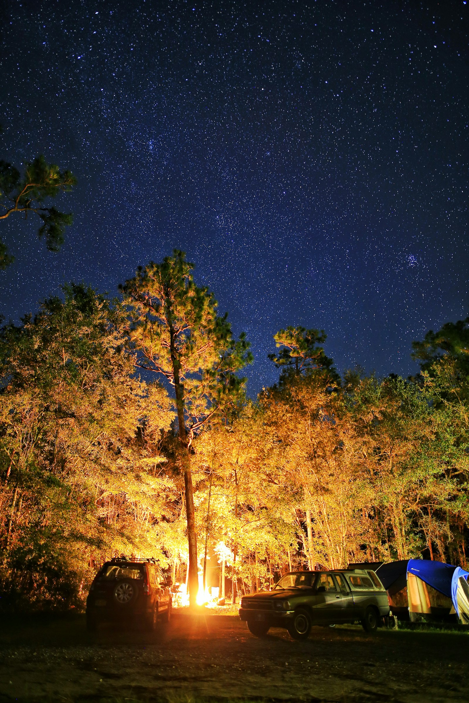 Canon 20mm F1.4 DG HSM | Art 015 sample photo. Trees at night photography