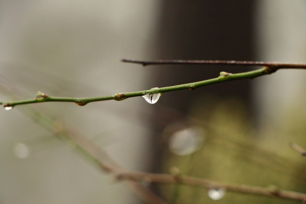 green twig