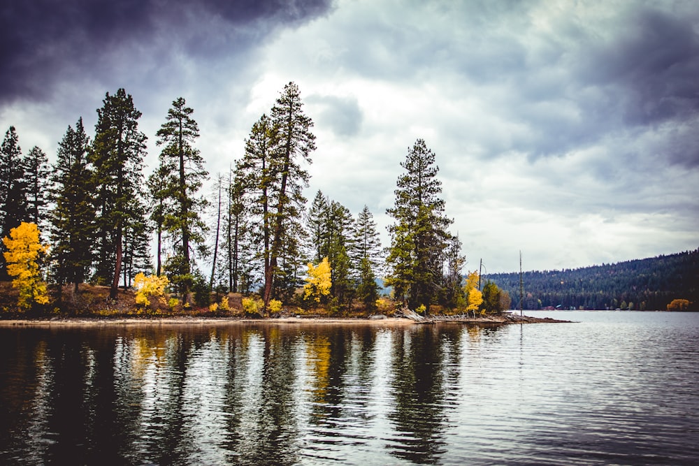 trees near body of water