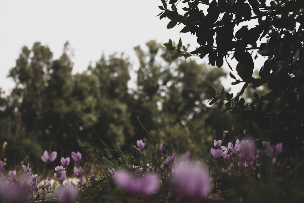 tilt shift photo of purpler flowers