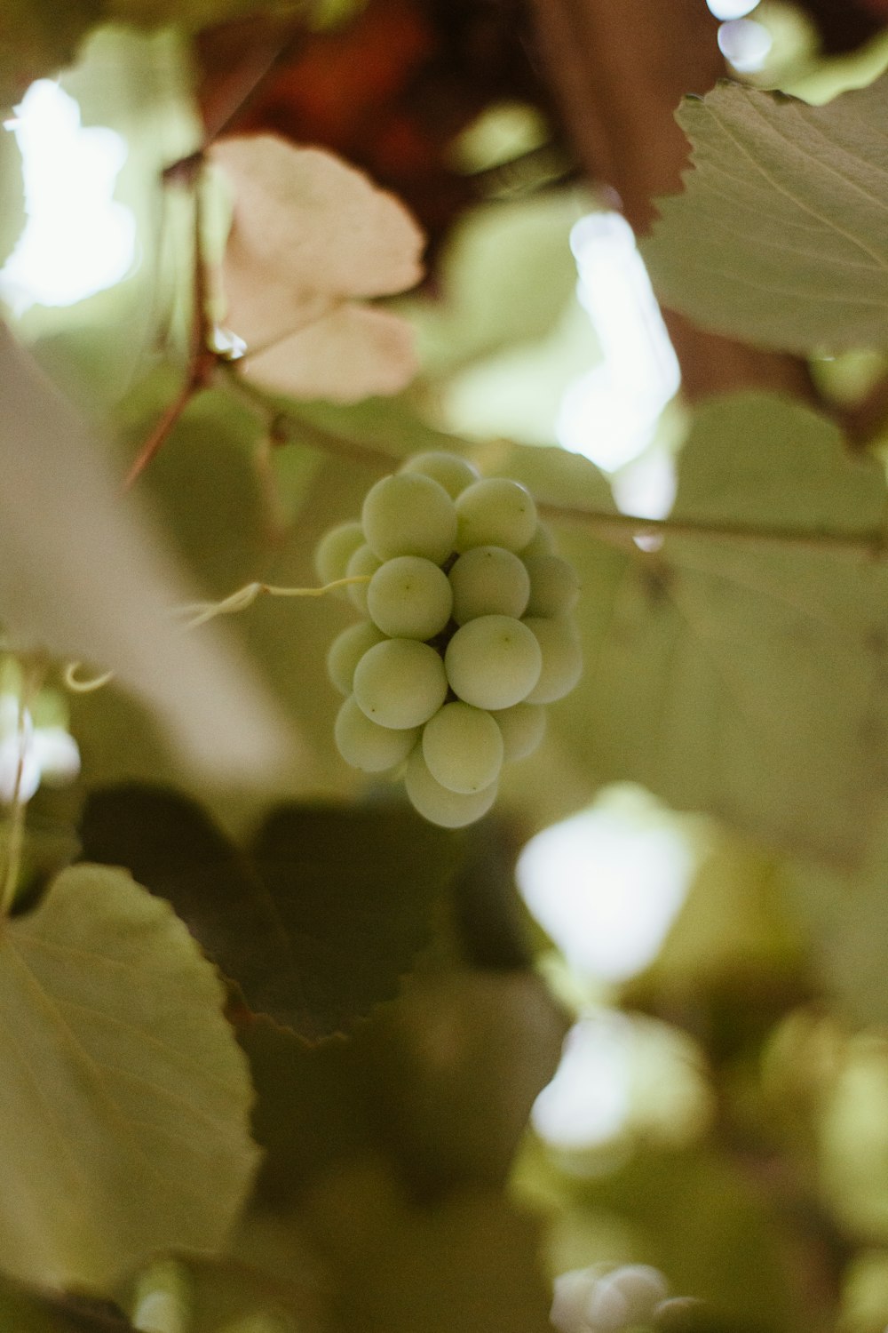 selective focus photo of bunch of white grapes