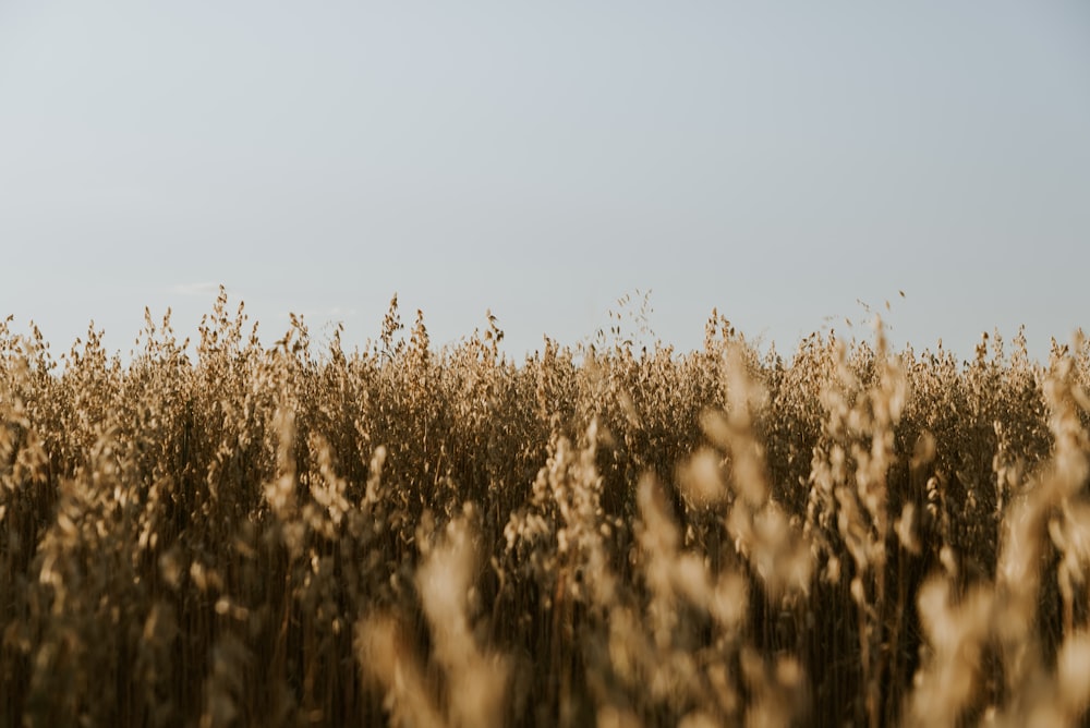 view of grass field